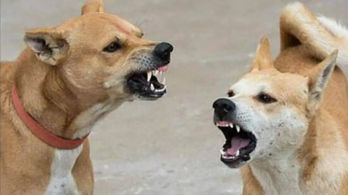 Allahabad HC stray dog order at Jaypee Greens sparks outrage as DU professor injured again
