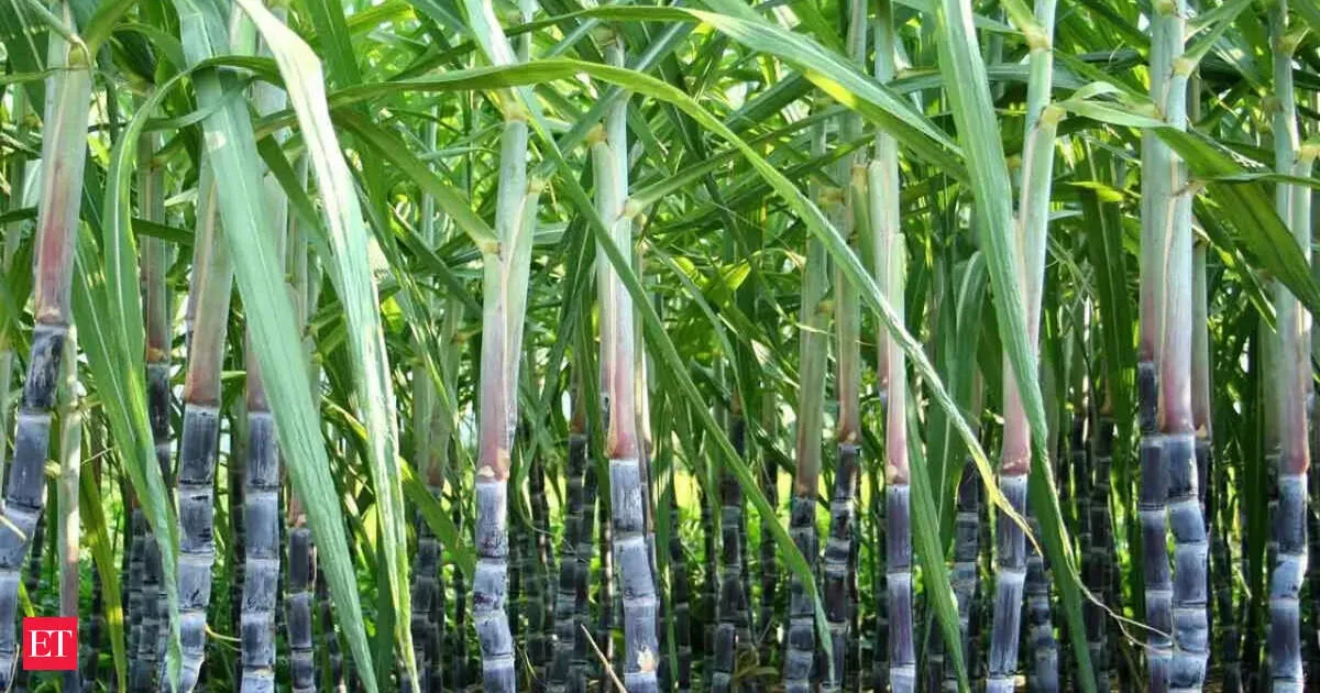 Sugarcane FRP jumps to Rs 365 per quintal for 2026 27 season