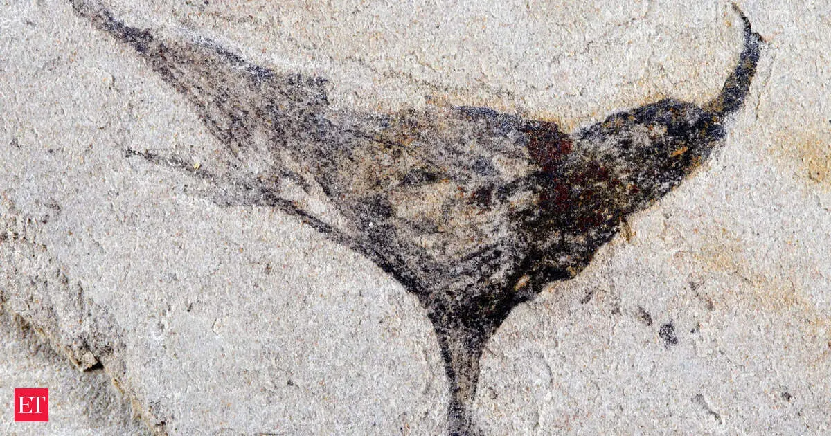 Chinese fossils push back complex animal origins by millions of years