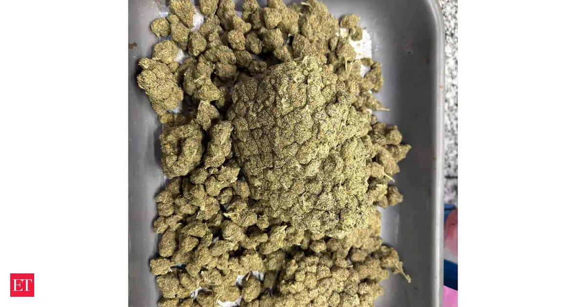 Kolkata Airport customs seizes Rs 36 lakh marijuana hidden in edible pouches