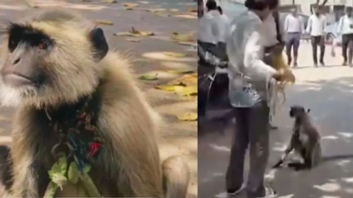 Golu the langur hired as security guard gets freed after viral crackdown in Aligarh