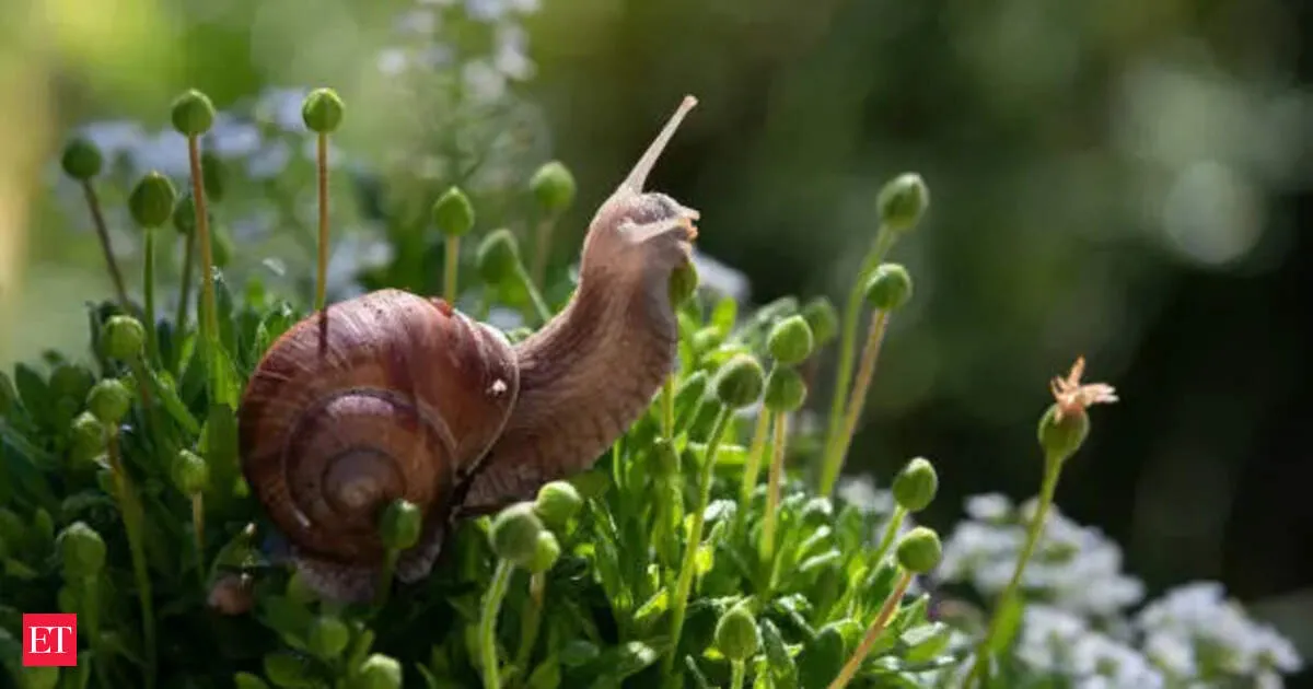 Immortal Snail meme turns into a one life desktop game for desktop browsers