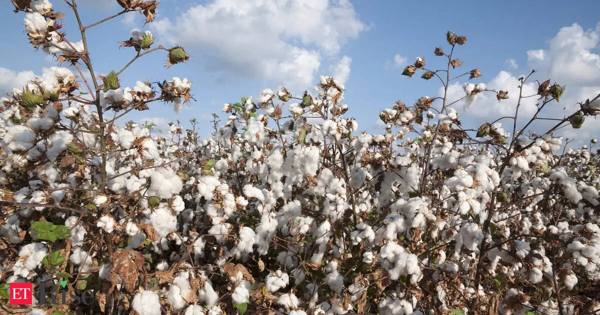 Rs 5659 crore cotton mission promises higher yields and less import dependence