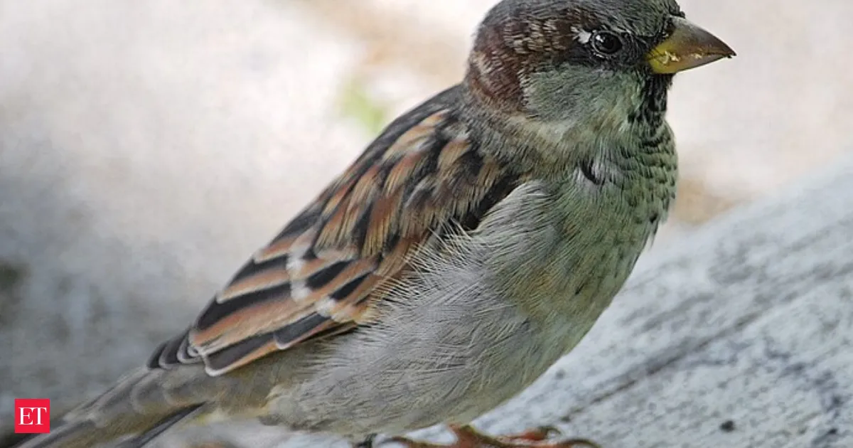 Urban birds fly faster at women and scientists still can’t explain why