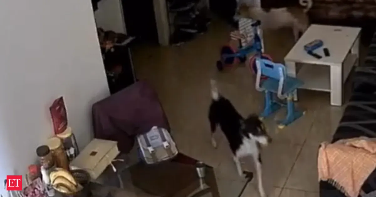 Stray dogs enter Greater Noida West flat while toddler sleeps inside shocking security lapse