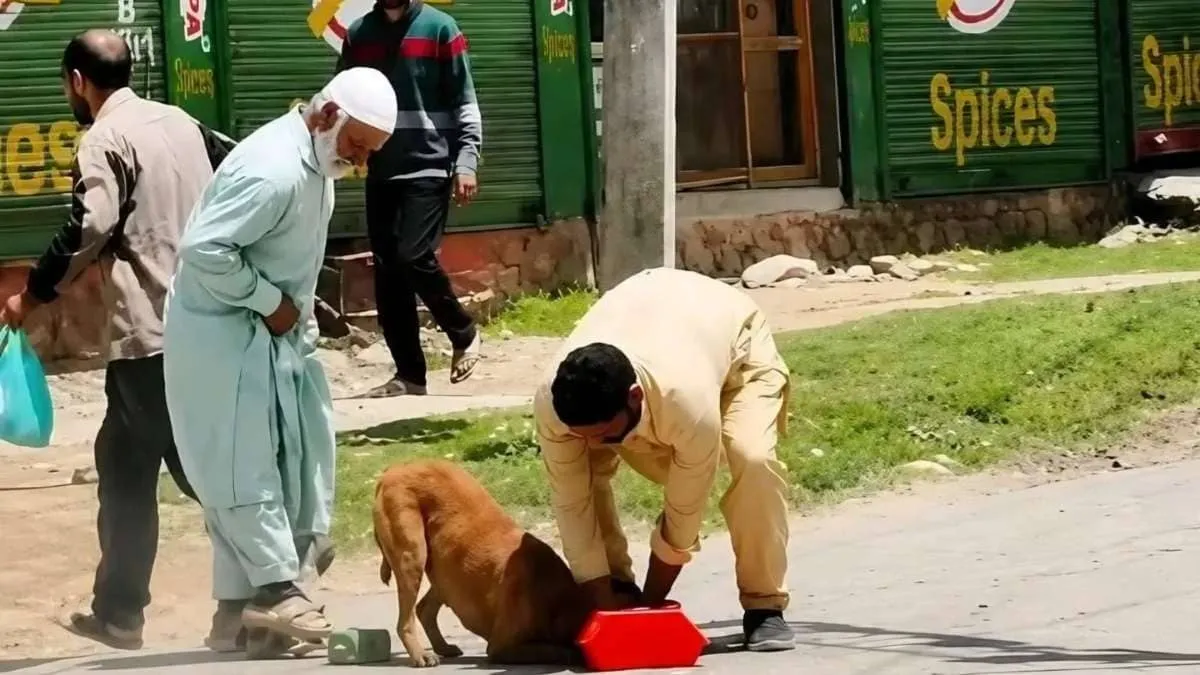 Viral Kashmir video shows mob killing stray dog with stones and sticks Police file Animal Cruelty FIR