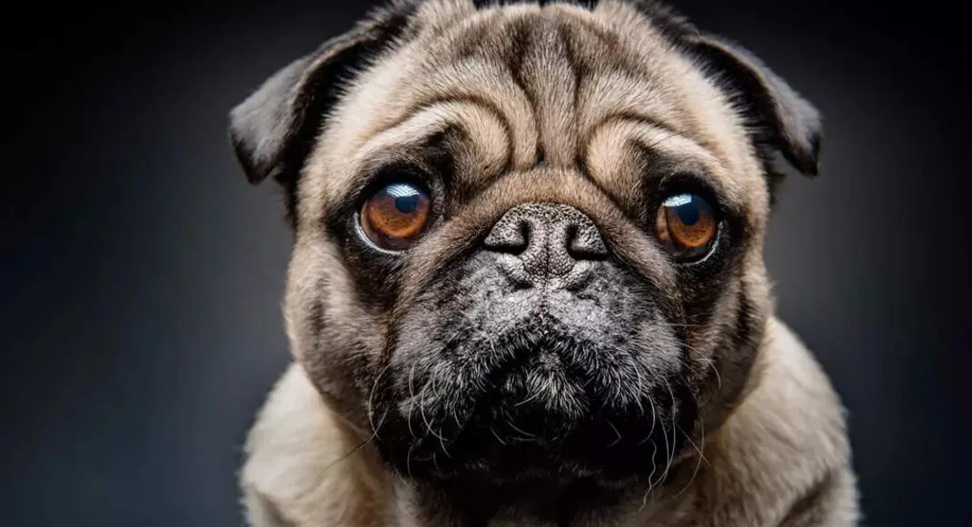 Vodafone Idea faces a brutal question will bankruptcy beat fresh government equity