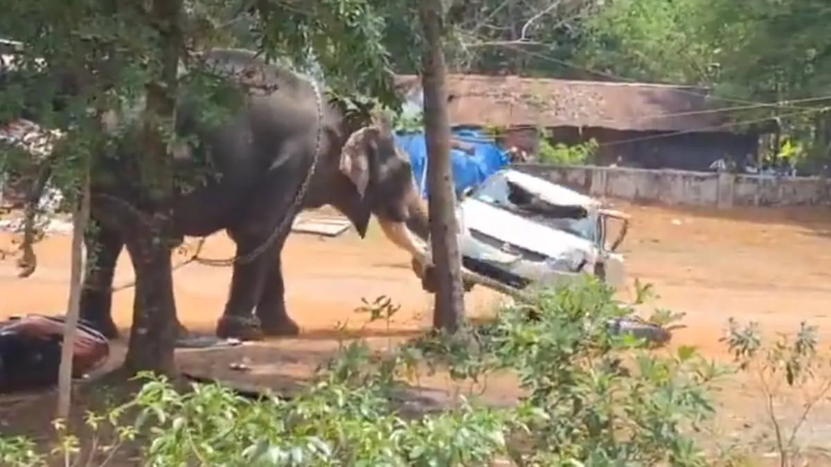 Captive Elephant Rampage Kills One at Kerala Temple Festival Mahout Critically Injured