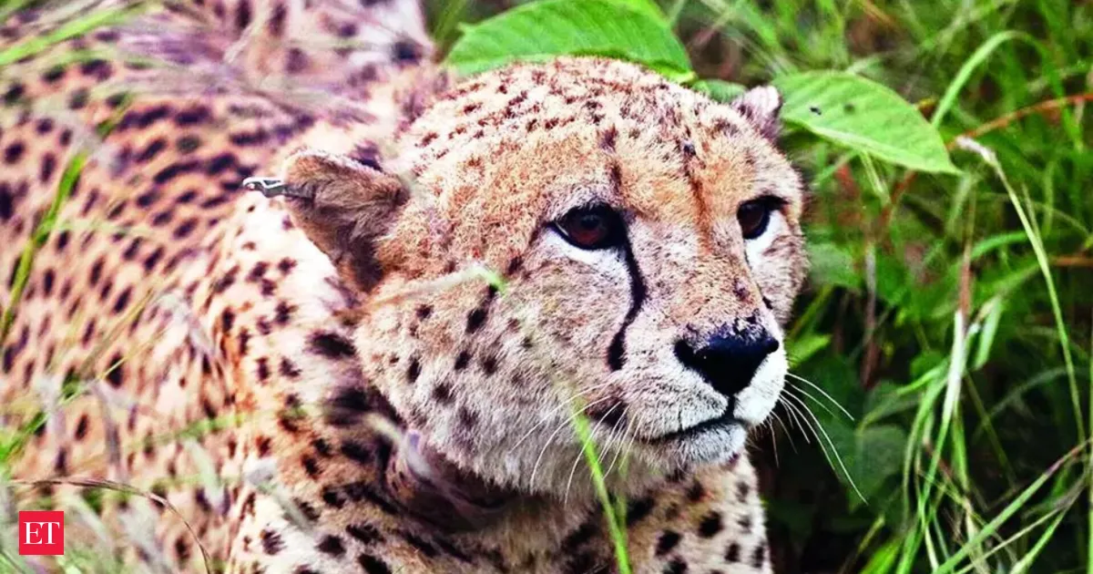 Five cheetahs spotted near Morena dam in Madhya Pradesh sparking morning walker excitement