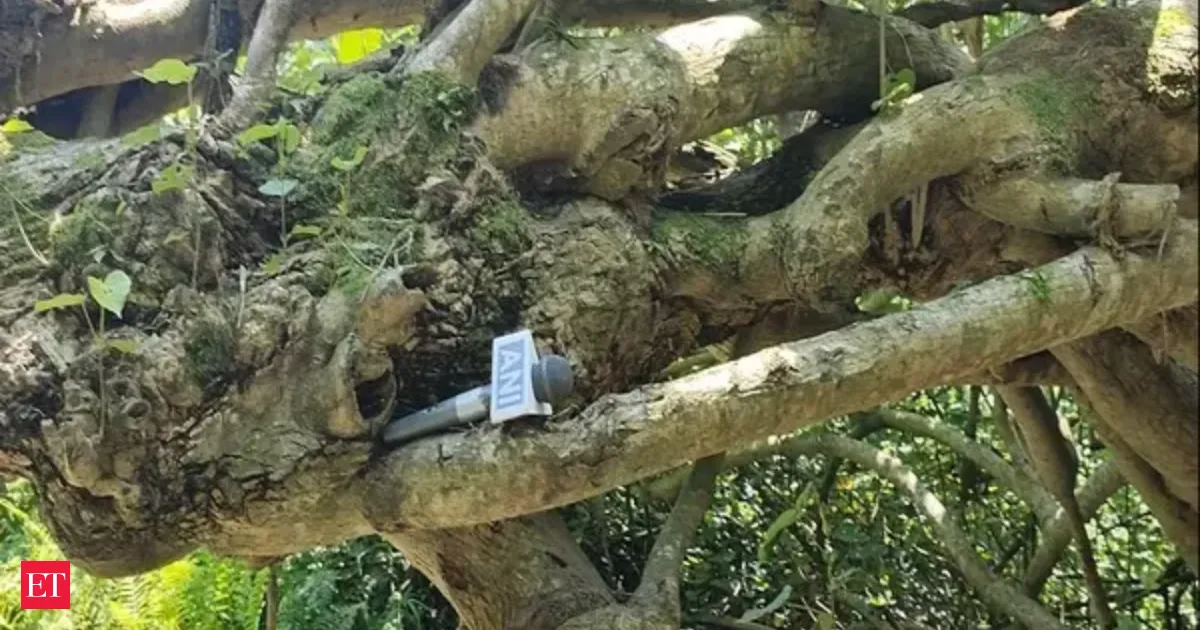 Majuli turns to Kanchan trees to slow Brahmaputra riverbank erosion