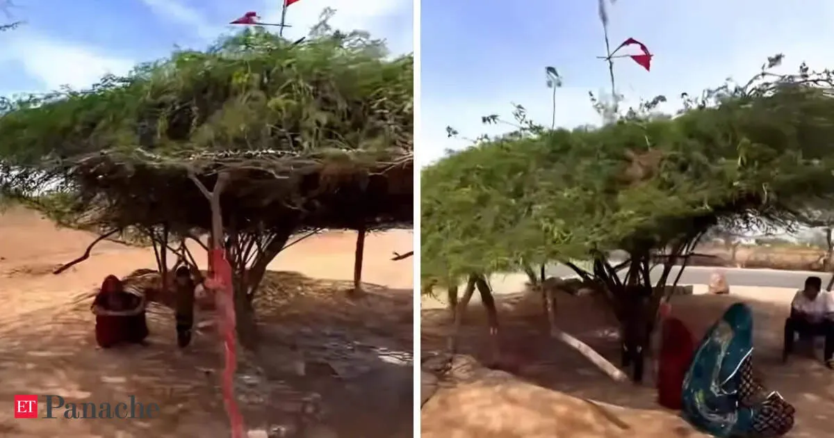 Rajasthan beats heatwave with tree shade and vetiver curtains delivering surprising cool indoors