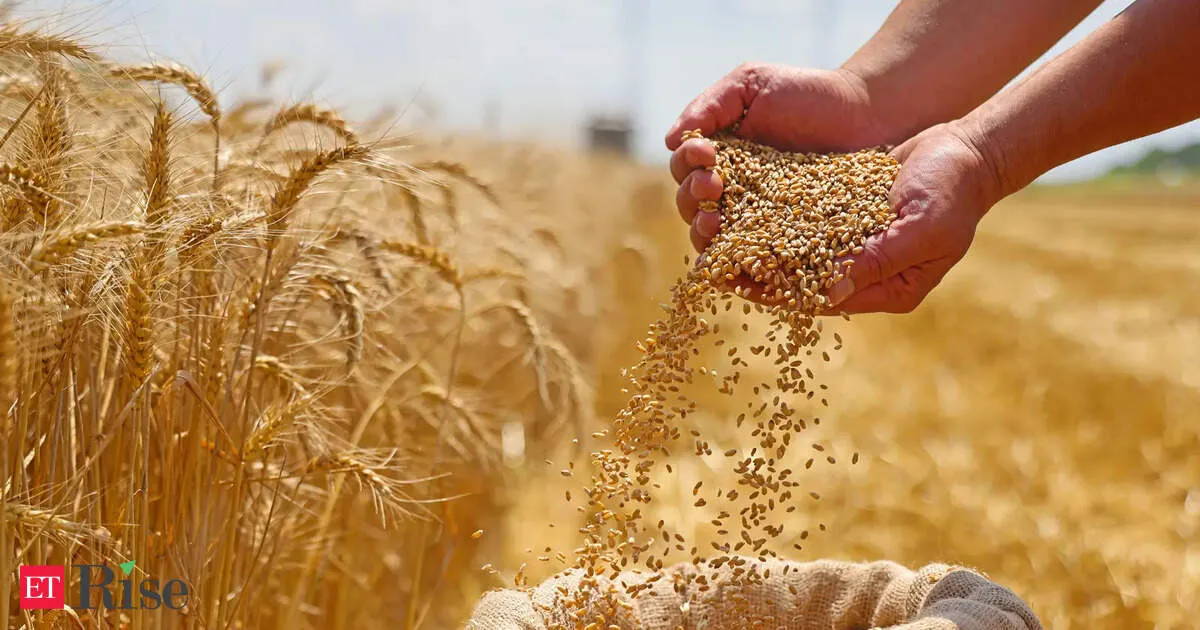 Wheat Prices Jump as Weather Hits and Fertilizer Crunch Deepens Worldwide