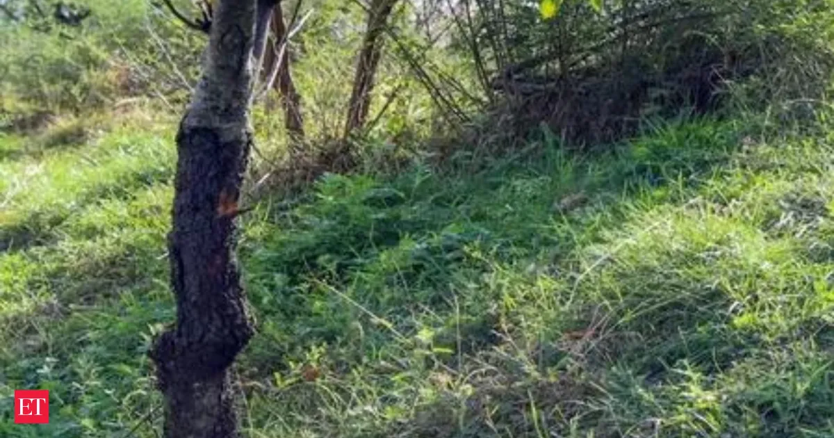 Centre issues model rules to make tree felling on farms easier and legal timber exports