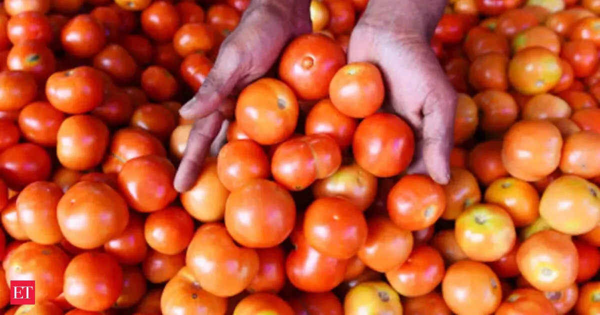 Government sells tomatoes at Rs 65 per kg in Delhi as crop damage tightens supply