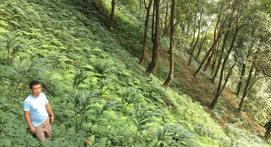 Biryani chefs and Sikkim farmers face a spice shortage as large cardamom supply collapses