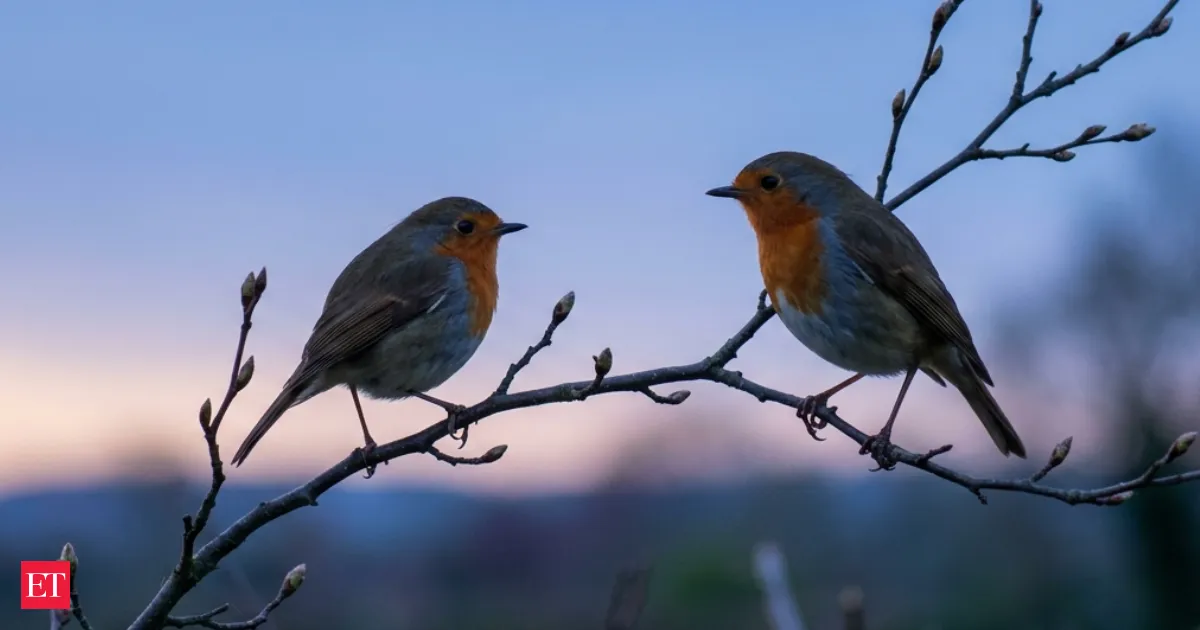 Why robins sing before sunrise the real reason starts in darkness