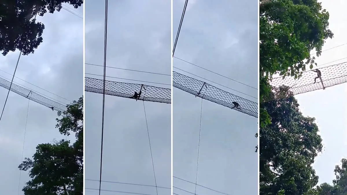 Assam CM shares gibbon crossing proof as new arboreal bridge keeps rare ape safe on railway tracks