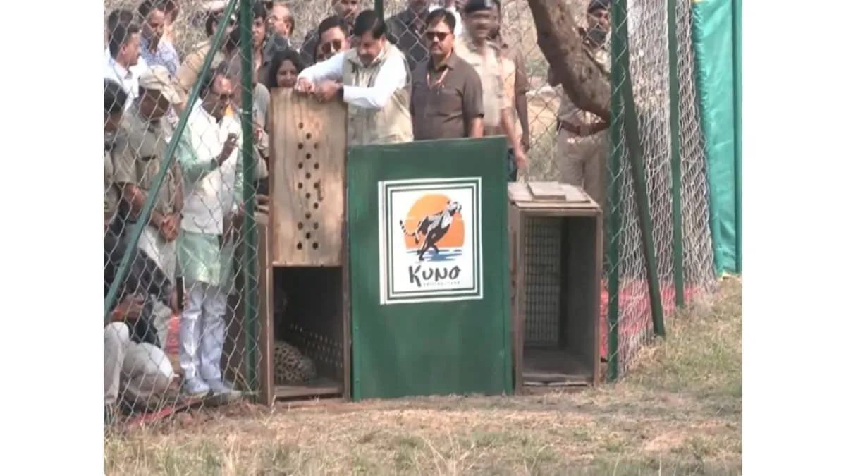 MP CM Mohan Yadav Releases Two Female Cheetahs Into the Wild at Kuno National Park