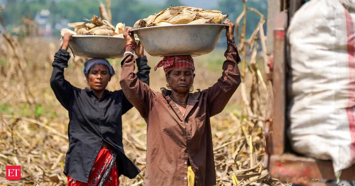 Maize Becomes India’s Top Ethanol Feedstock as Supplies Hit 515 Crore Litres