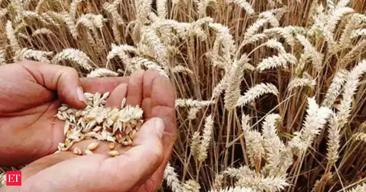 India wheat output set to stay steady as rains and hail hit pockets