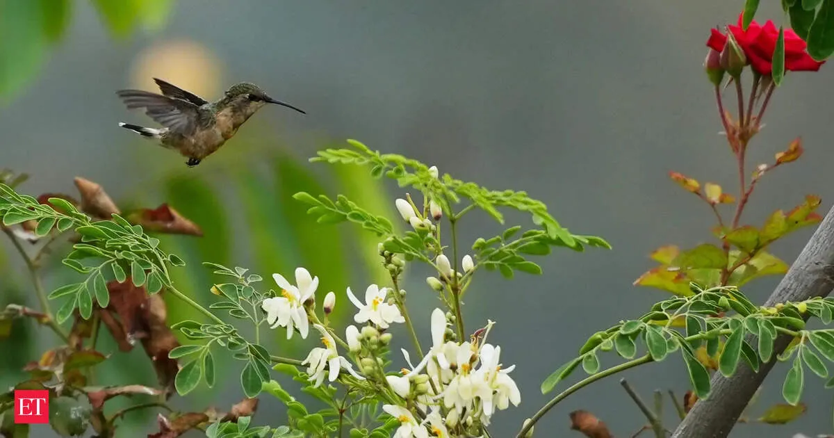 Ancient moringa seeds remove 98 percent of microplastics including PVC from tap water