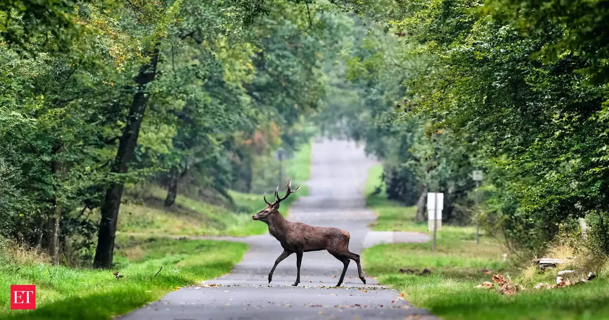 Extreme weather may wipe out over a third of land animal habitats by 2085 study warns