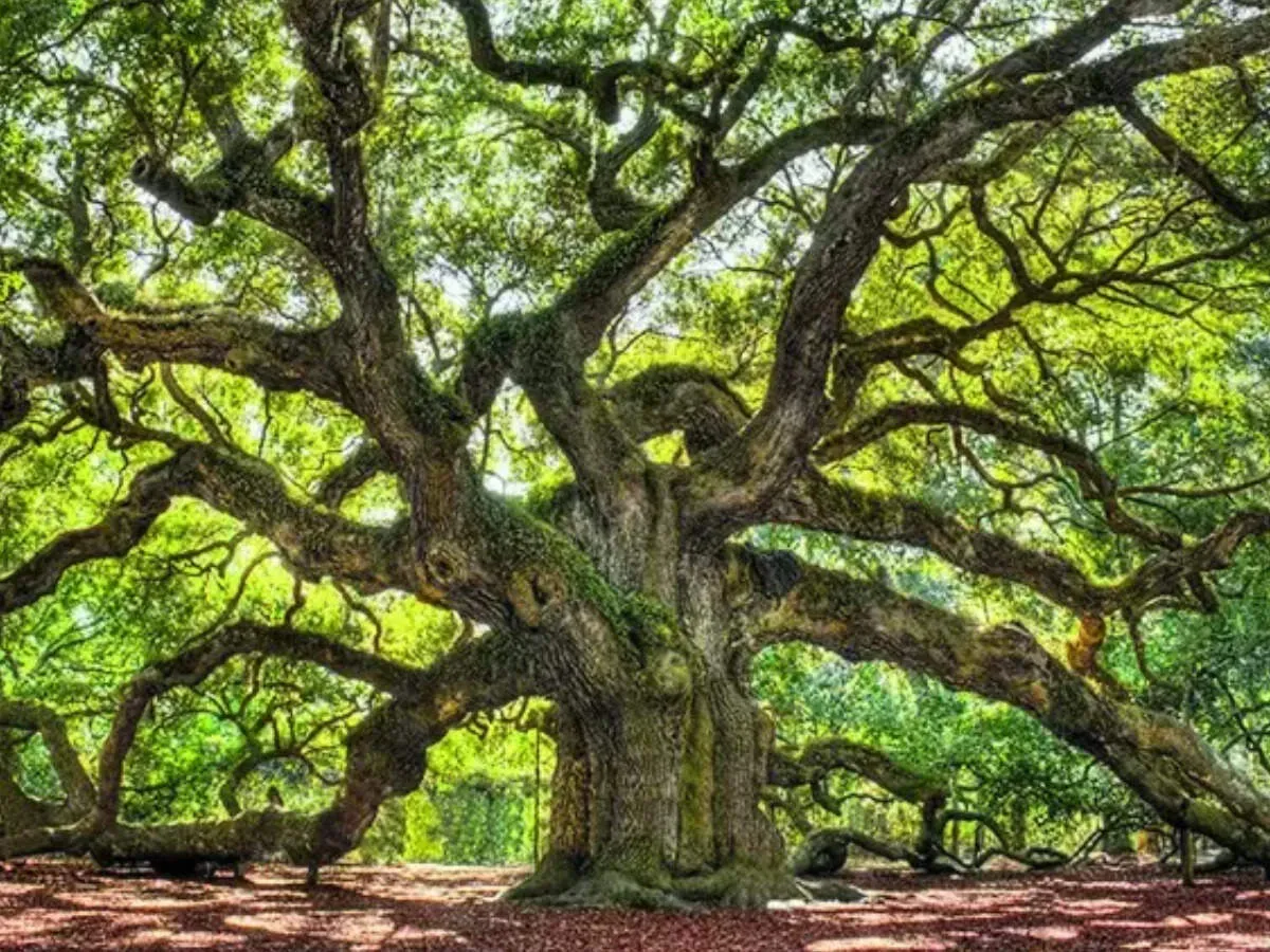 RBI eases NBFC branch rules empowering gold loan firms to expand credit access nationwide