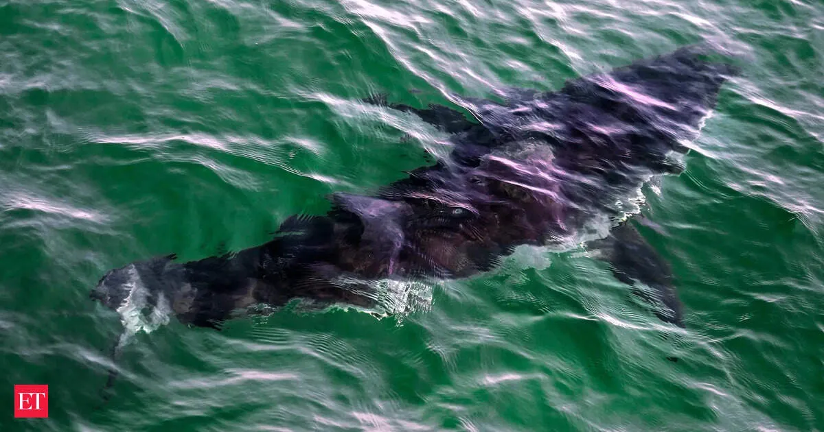 Man dies after suspected shark attack near Rottnest Island as white shark sightings spike