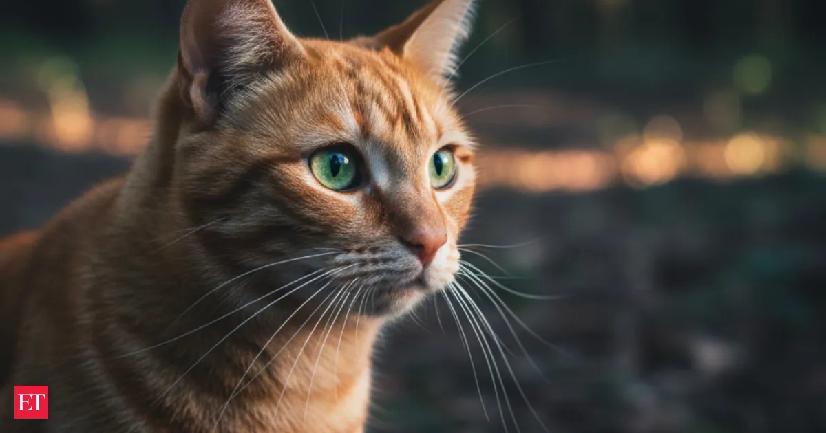 Outdoor cats in the US live a lot less Why the numbers are stark
